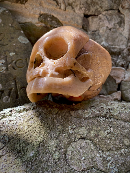 Early 20th Century Anatomical Teaching Model Of A Foetus Skull