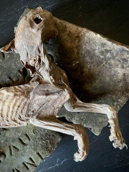 Rare Dried Cat Found Behind The Fireplace Of A Late 18th Century House In Lincolnshire