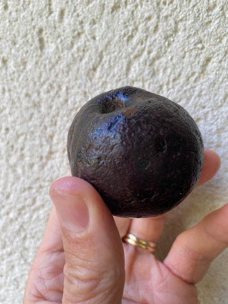 Curious Rare Antique Petrified Apple