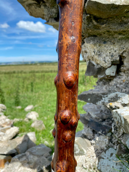 Fabulous 19th Century Folk Art Hedgerow Walking Cane With Carved Head & Horn Tip