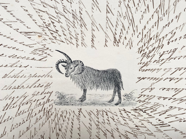 Antique 19th Century Folk Art Circular Hand Drawn Zoological Study - Source Vintage