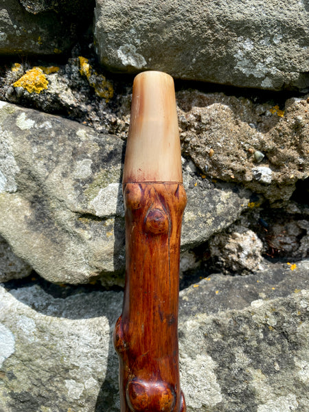 Fabulous 19th Century Folk Art Hedgerow Walking Cane With Carved Head & Horn Tip