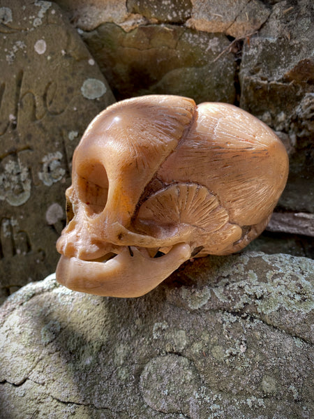 Early 20th Century Anatomical Teaching Model Of A Foetus Skull