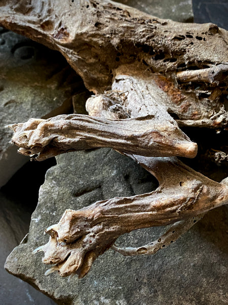 Rare Dried Cat Found Behind The Fireplace Of A Late 18th Century House In Lincolnshire