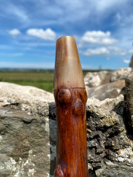Fabulous 19th Century Folk Art Hedgerow Walking Cane With Carved Head & Horn Tip