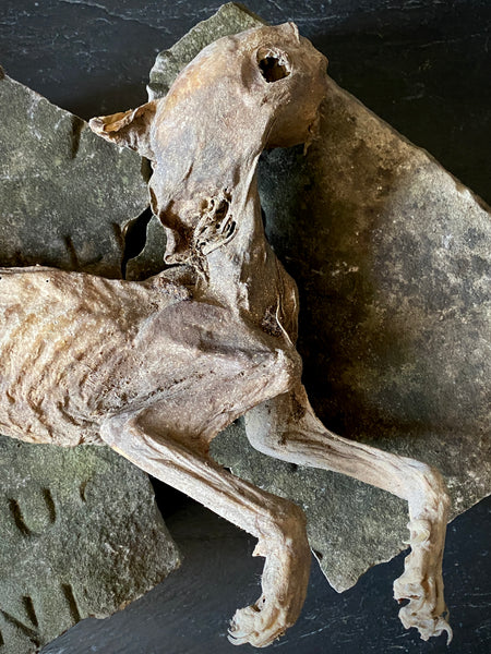 Rare Dried Cat Found Behind The Fireplace Of A Late 18th Century House In Lincolnshire