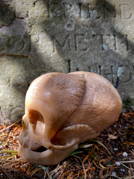 Early 20th Century Anatomical Teaching Model Of A Foetus Skull
