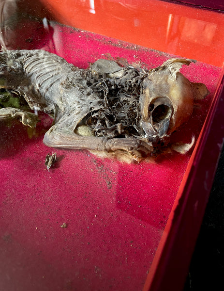 Rare Antique Concealed Cat Discovered During Restorations Of Woburn Abbey, Bedfordshire