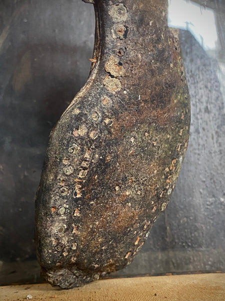 A Curious Antique 19th Century Child’s Shipwreck Shoe In Period Glass Display Dome - Source Vintage