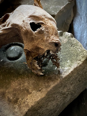 Rare Dried Cat Found Behind The Fireplace Of A Late 18th Century House In Lincolnshire