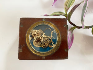 **RESERVED** Rare Antique 19th Century Witches Oak Apothecary Box With Partially Mummified Witches Familiar