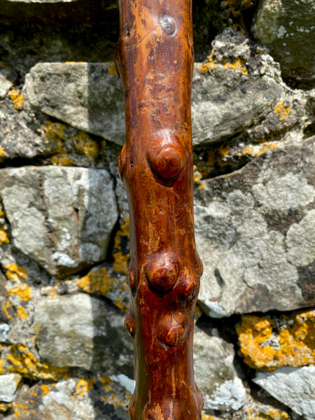 Fabulous 19th Century Folk Art Hedgerow Walking Cane With Carved Head & Horn Tip