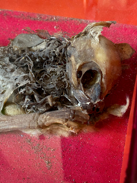Rare Antique Concealed Cat Discovered During Restorations Of Woburn Abbey, Bedfordshire