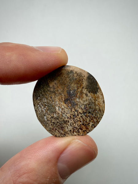 Rare Antique 16th Century Elizabethan Carved Bone Gaming Token With Floral Motif Likely A Tudor Rose