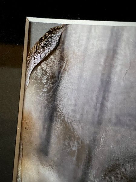 Framed Archival Photograph Display Documenting Physical Mediumship & Ectoplasm Phenomena