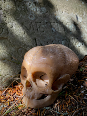 Early 20th Century Anatomical Teaching Model Of A Foetus Skull
