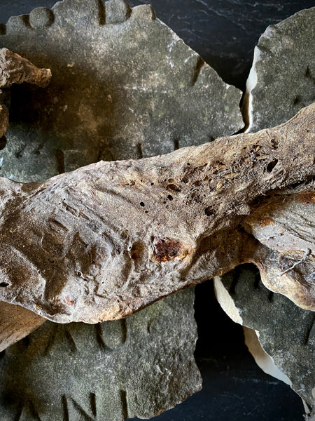 Rare Dried Cat Found Behind The Fireplace Of A Late 18th Century House In Lincolnshire