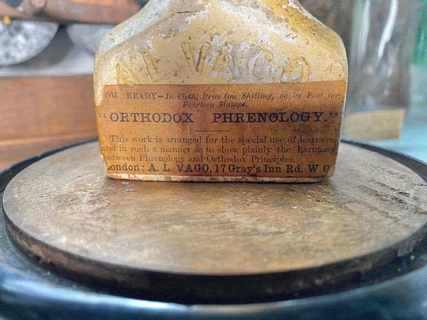 An Extremely Rare Early 19th Century Plaster Phrenology Head By Ambrose Lewis Vago & Period Glass Display Dome - Source Vintage