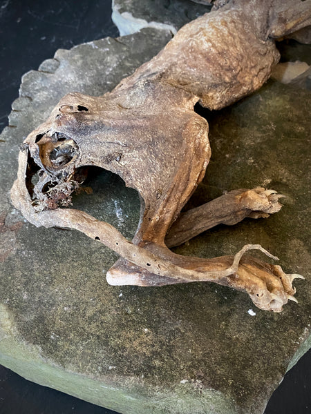 Rare Dried Cat Found Behind The Fireplace Of A Late 18th Century House In Lincolnshire