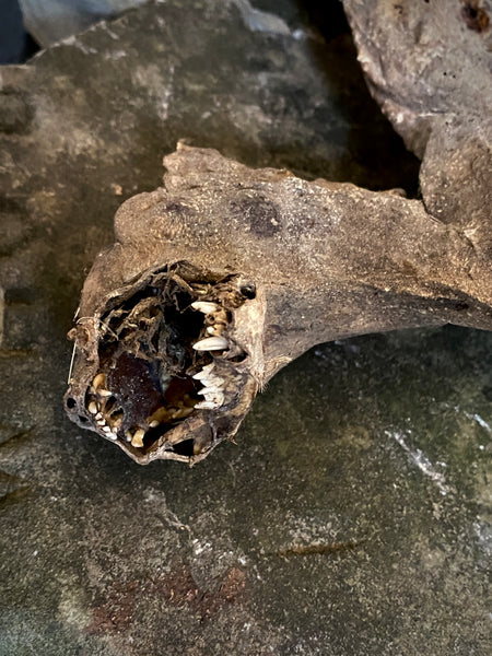 Rare Dried Cat Found Behind The Fireplace Of A Late 18th Century House In Lincolnshire