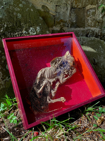 Rare Antique Concealed Cat Discovered During Restorations Of Woburn Abbey, Bedfordshire