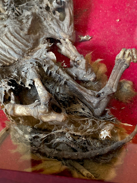 Rare Antique Concealed Cat Discovered During Restorations Of Woburn Abbey, Bedfordshire