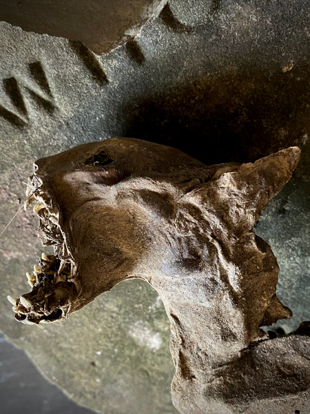 Rare Dried Cat Found Behind The Fireplace Of A Late 18th Century House In Lincolnshire