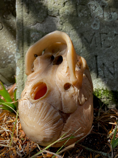 Early 20th Century Anatomical Teaching Model Of A Foetus Skull