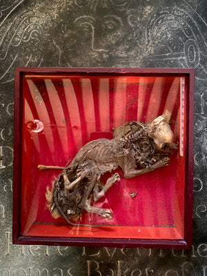 Rare Antique Concealed Cat Discovered During Restorations Of Woburn Abbey, Bedfordshire