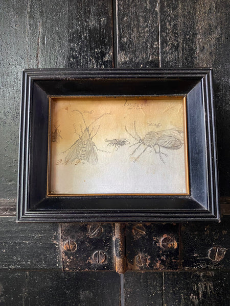 Antique 19th Century Drawing Of Various Insects A Scientific Curiosity c.1850