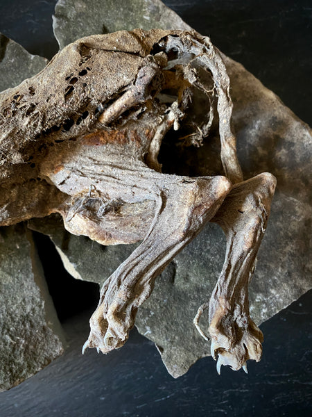 Rare Dried Cat Found Behind The Fireplace Of A Late 18th Century House In Lincolnshire
