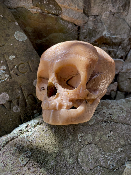 Early 20th Century Anatomical Teaching Model Of A Foetus Skull