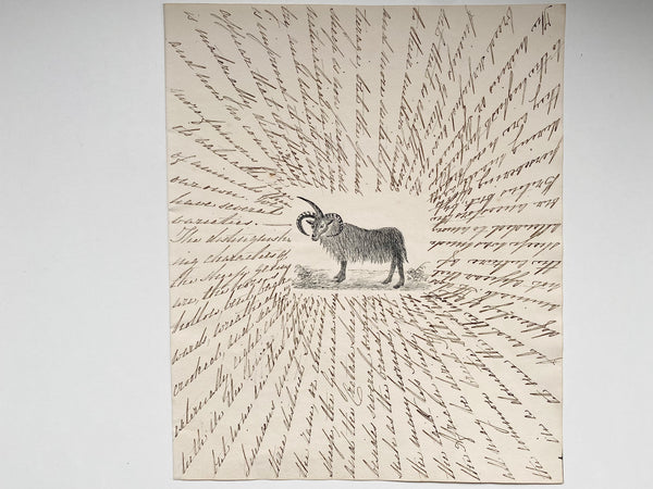 Antique 19th Century Folk Art Circular Hand Drawn Zoological Study - Source Vintage