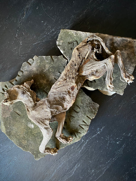Rare Dried Cat Found Behind The Fireplace Of A Late 18th Century House In Lincolnshire