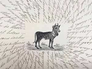 Antique 19th Century Folk Art Circular Hand Drawn Zoological Study