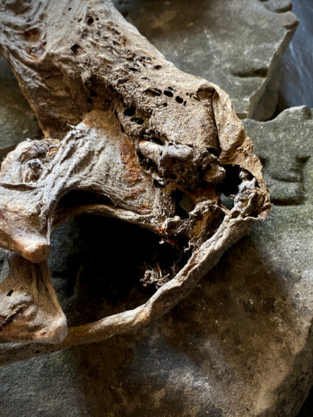 Rare Dried Cat Found Behind The Fireplace Of A Late 18th Century House In Lincolnshire