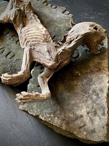 Rare Dried Cat Found Behind The Fireplace Of A Late 18th Century House In Lincolnshire