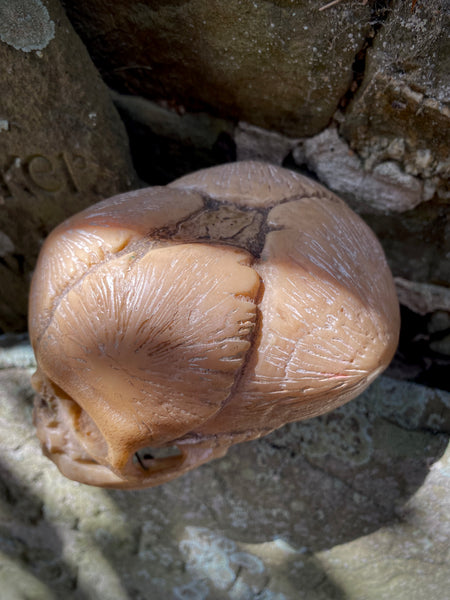 Early 20th Century Anatomical Teaching Model Of A Foetus Skull