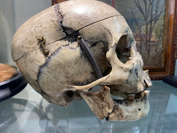 Antique 19th Century Medical Human Skull Teaching Aid - Source Vintage