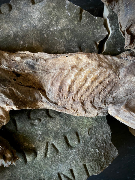 Rare Dried Cat Found Behind The Fireplace Of A Late 18th Century House In Lincolnshire