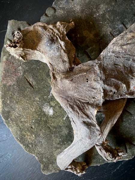 Rare Dried Cat Found Behind The Fireplace Of A Late 18th Century House In Lincolnshire
