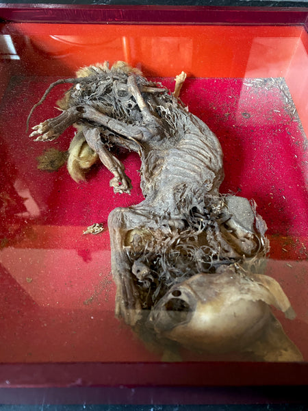 Rare Antique Concealed Cat Discovered During Restorations Of Woburn Abbey, Bedfordshire