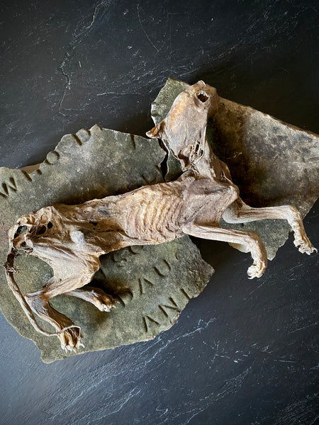 Rare Dried Cat Found Behind The Fireplace Of A Late 18th Century House In Lincolnshire