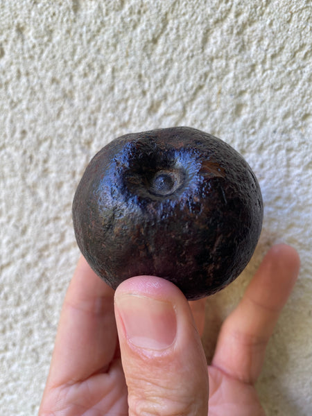 Curious Rare Antique Petrified Apple