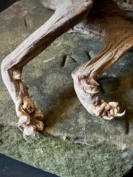 Rare Dried Cat Found Behind The Fireplace Of A Late 18th Century House In Lincolnshire