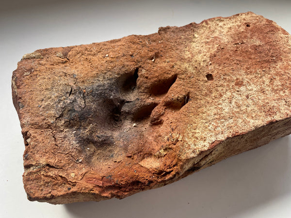 A Salvaged Victorian House Brick With A Curious Paw Print, Dating To Around 1860 - Source Vintage