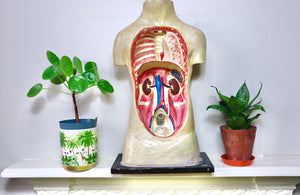 Rare Antique Vintage 1930s Handpainted Plaster Anatomical Bust Teaching Aid A/F