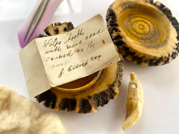 Rare Antique 18th Century Antler Snuff Box With Wolf’s Tooth And Note - Source Vintage