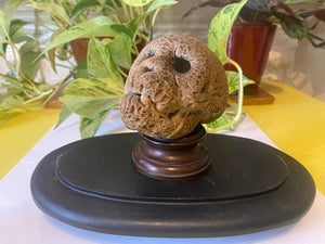 Rare Antique Petrified Cat’s Head From Mother Shipton’s Petrifying Well Knaresborough