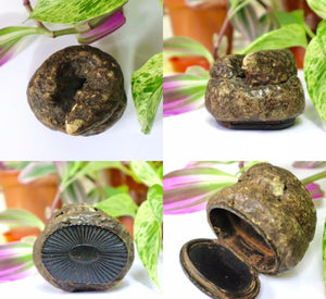 Rare Antique Victorian Papier Mache Novelty Snuff Box In The Form Of A Turd